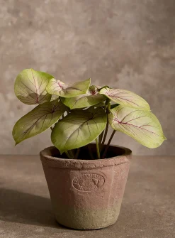 Artificial fittonia plant