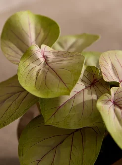 Artificial fittonia plant
