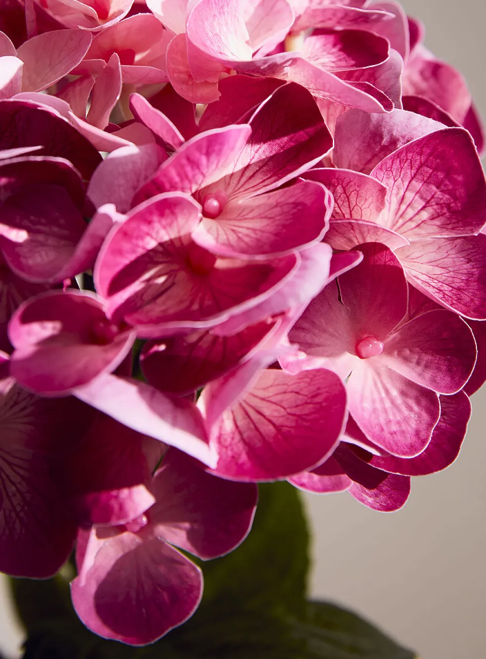 Colourful artificial hydrangea branch