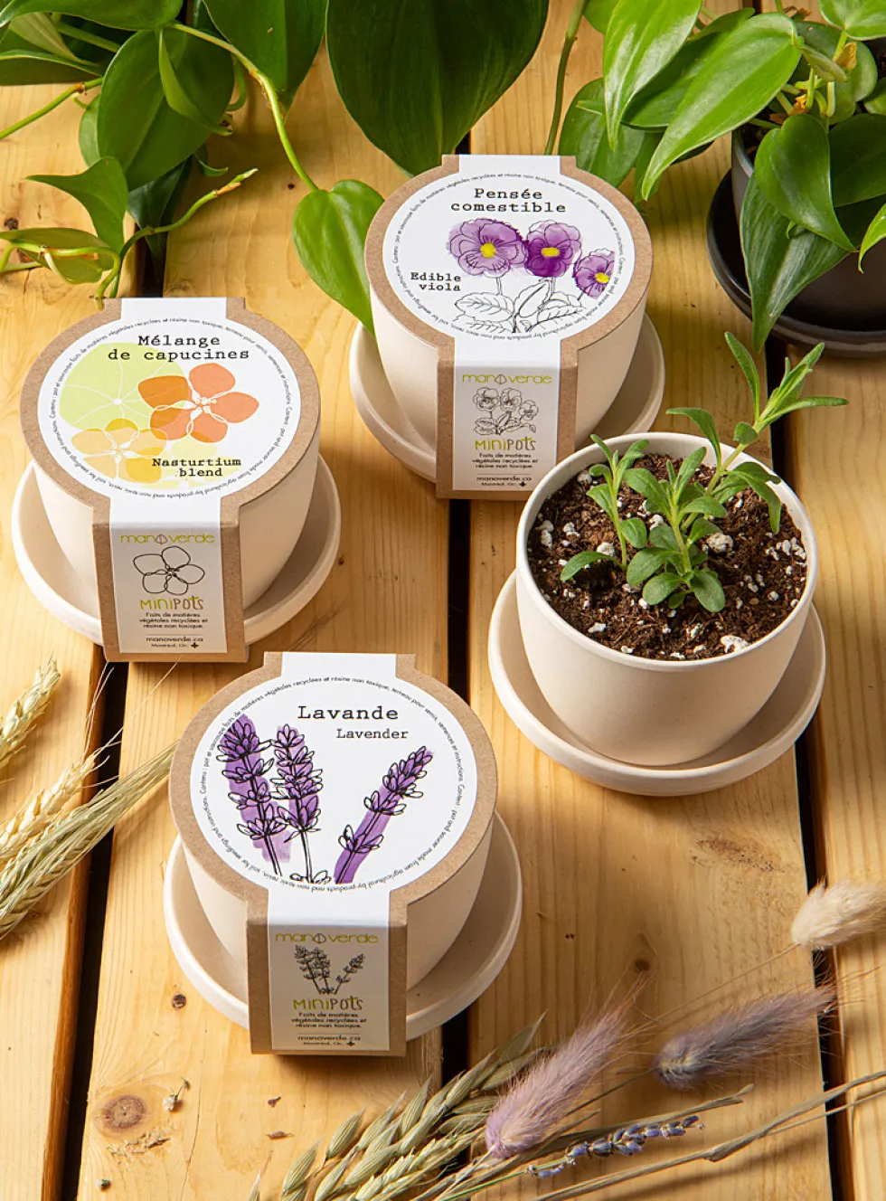 Fragrant shoots to grow