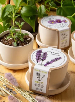 Fragrant shoots to grow