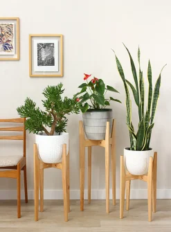 Maple plant stand