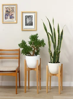 Maple plant stand