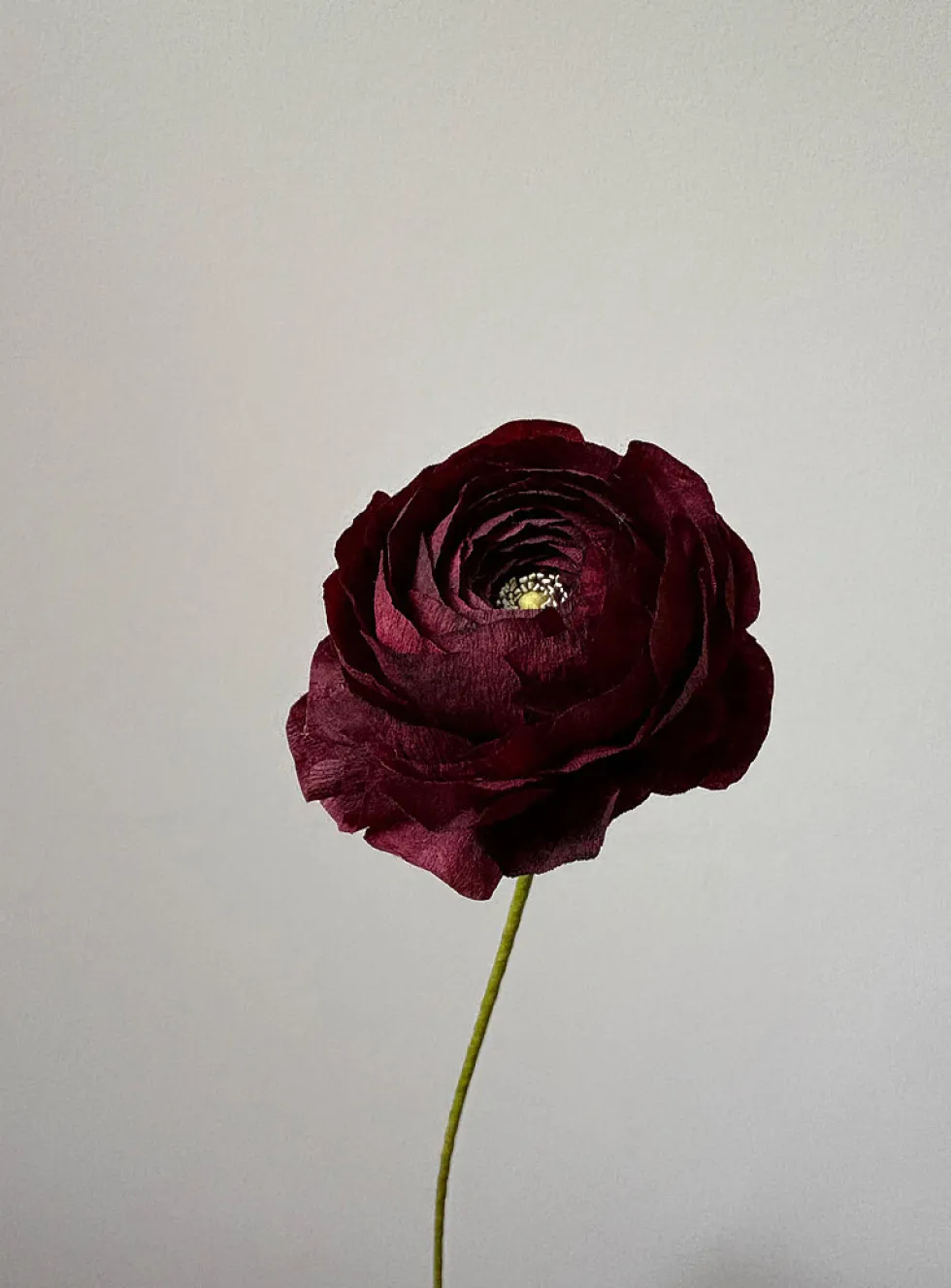 Paper buttercup stem