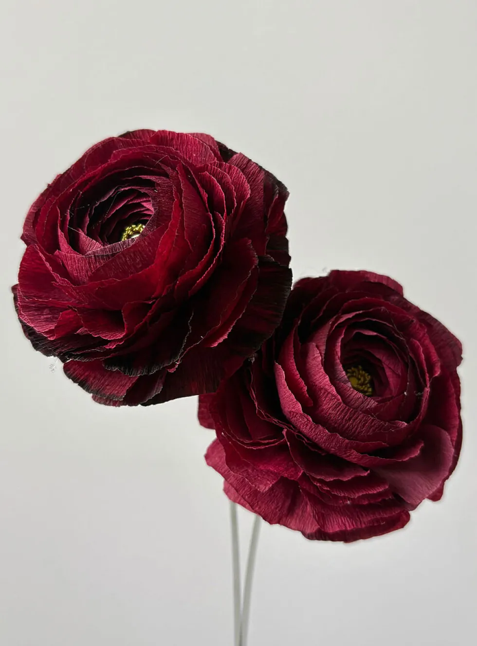 Paper buttercup stem