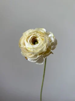 Paper buttercup stem