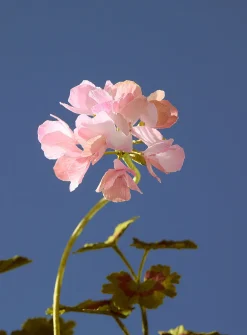 Paper geranium jar