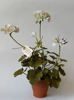 Paper geranium jar