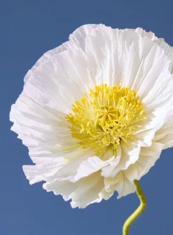 Paper Iceland poppy stem
