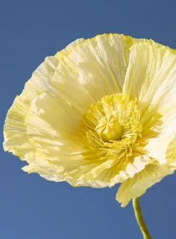 Paper Iceland poppy stem