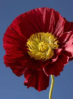 Paper Iceland poppy stem