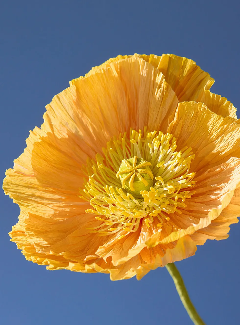 Paper Iceland poppy stem