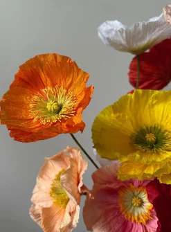Paper Iceland poppy stem