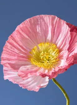 Paper Iceland poppy stem
