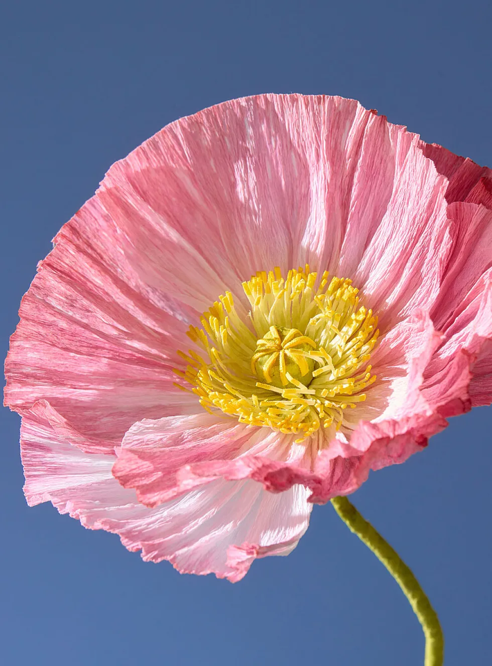 Paper Iceland poppy stem