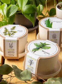 Thyme, mint & chives trio to grow