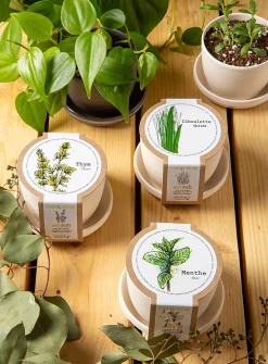 Thyme, mint & chives trio to grow