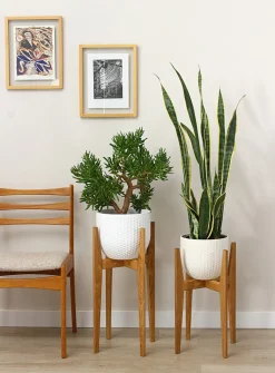 White oak plant stand