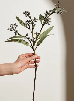 Wild blueberries branch