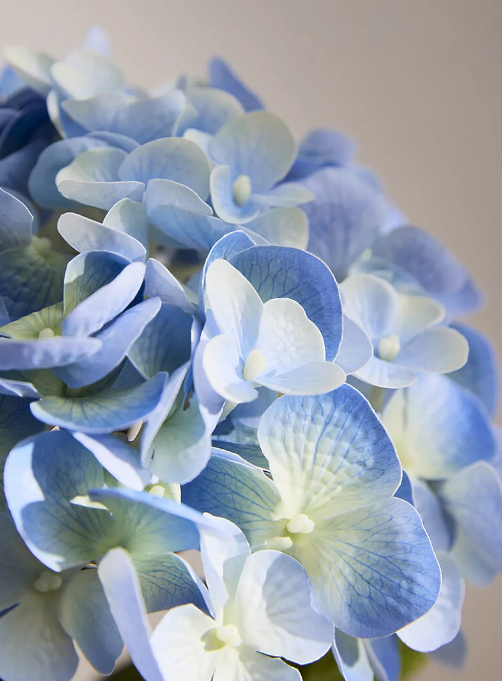 Colourful artificial hydrangea branch