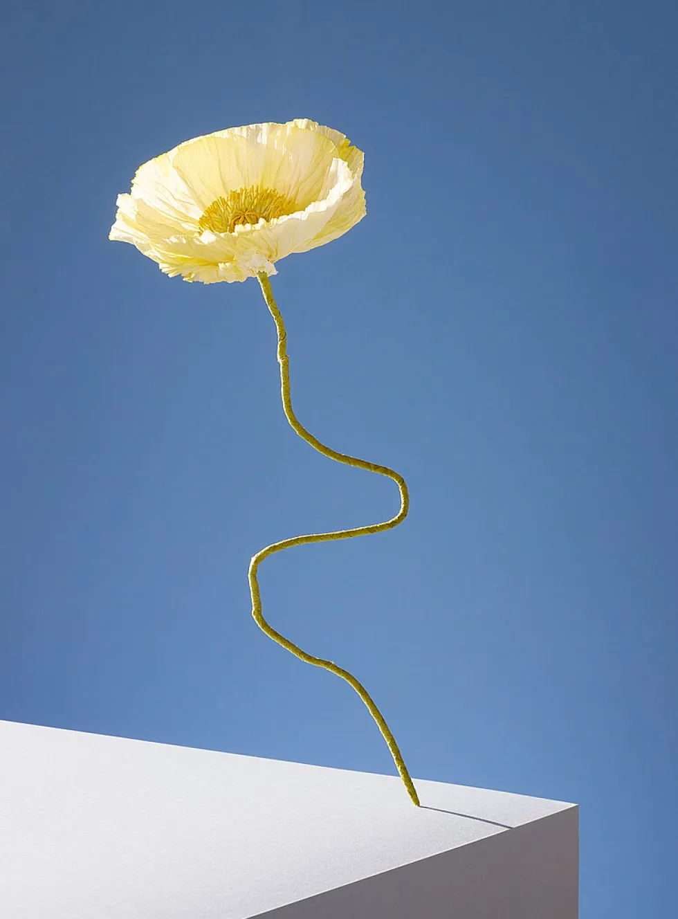 Paper Iceland poppy stem
