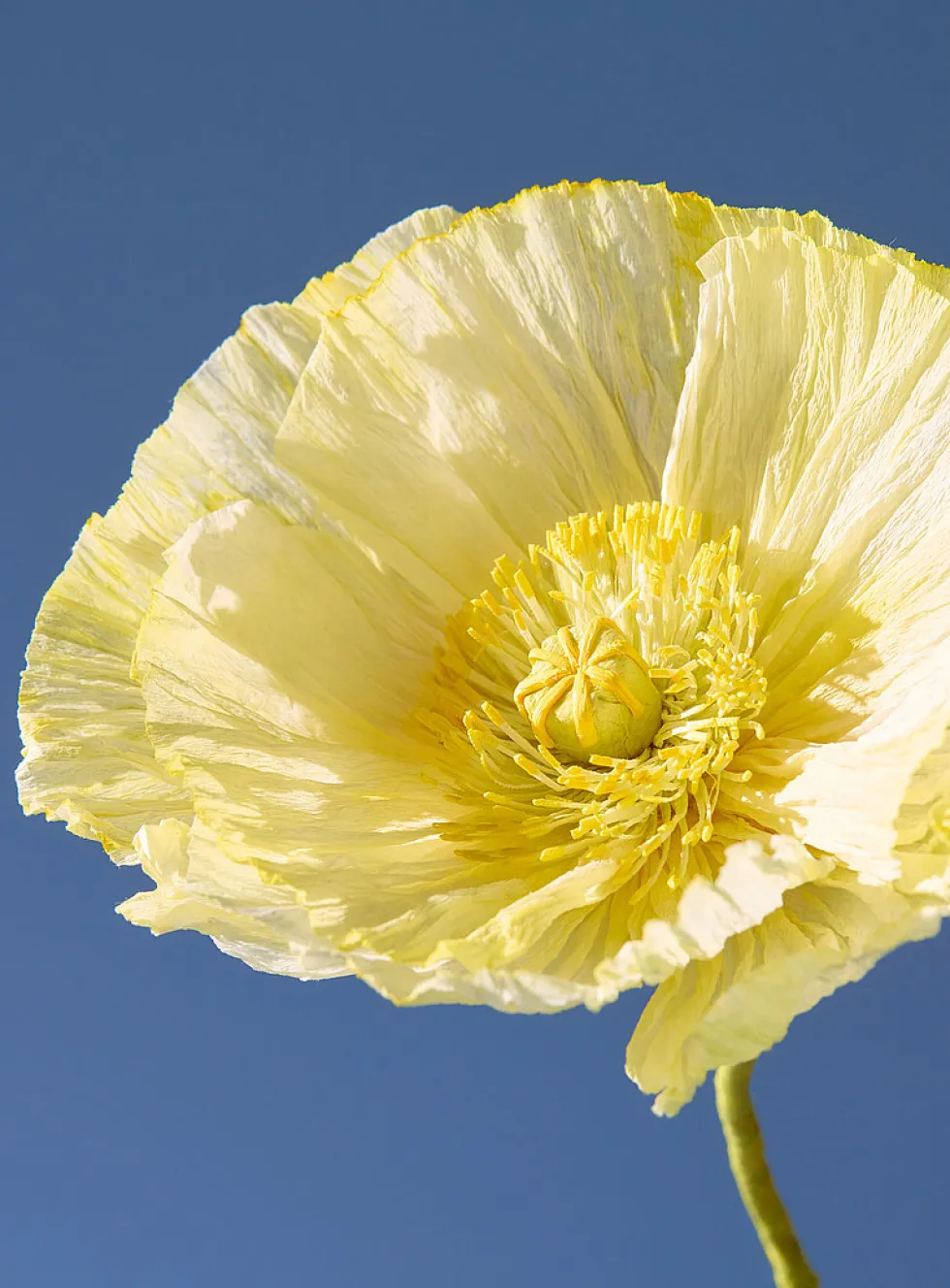 Paper Iceland poppy stem