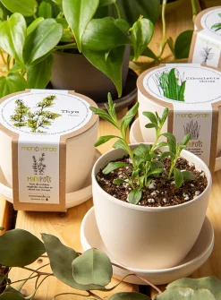 Thyme, mint & chives trio to grow